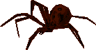 File:Molting spider.png