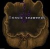 trinsicseaweed.jpg