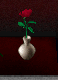 Rose.png