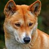 a bloody dingo